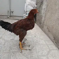 خروس محلی|حیوانات مزرعه|تهران, هفت چنار|دیوار