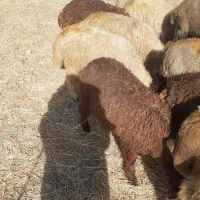 بره نر سبک.گوسفند