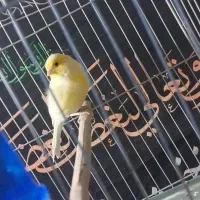 قناری رسمی|پرنده|قرچک, میرزائی شمالی|دیوار