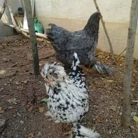 ۲عدد مرغ تخم گذار .۱برهما.۱ کاکل پاپر|حیوانات مزرعه|صدرا-فارس, فاز ۱|دیوار