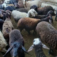 گوسفند قزل رسمی ۴۶ عدد ۶ عدد نر|حیوانات مزرعه|ایجرود, |دیوار