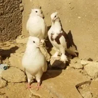 کبوتر بوشهری