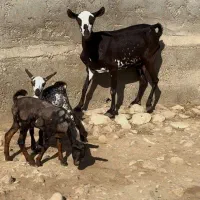 حیوونای اصیل