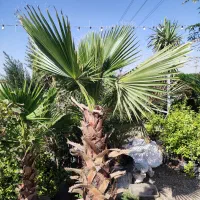 نخل سیکاس ،نخل پالم ،نخل فنیکس|گل و گیاه طبیعی|رباط‌کریم, انجم آباد|دیوار