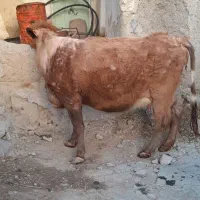 گاو شیری|حیوانات مزرعه|زنجانرود, |دیوار