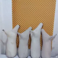 نی انبان یا نی همبون خام