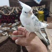 یک جفت عروس هلندی