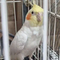 عروس هلندی نر