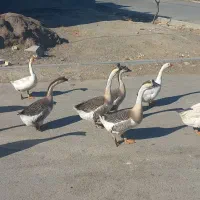 قوغاز چینی گردن ماری|حیوانات مزرعه|مشهد, توس (بلوار توس)|دیوار