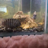 ماهی گوشت خوار|ماهی|خرمآباد, |دیوار