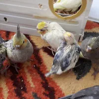 عروس هلندی|پرنده|خرمآباد, |دیوار