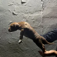 پیتبول  اصالت بالا