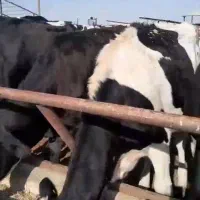 فروش گوساله نر و تلیسه هلشتاین ابستن