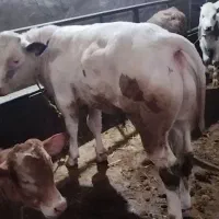 فروش گوساله نر سفیدآبی اصل