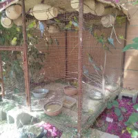 پرنده زینتی