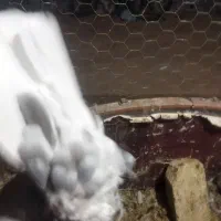 چند تا کفتر خوب|پرنده|یونسی, |دیوار