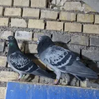 دو عدد مسافتی پلاکی زرهی نسل عربستان اصیل|پرنده|اهواز, کوی طلاب|دیوار