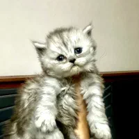 بچه گربه دختر اسکاتیش