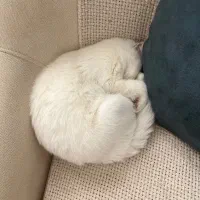 فروش گربه پدر اسکاتیش مادر پرشین