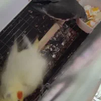 عروس همراه دوتا جوجه ملنگو جفت مولد گرینجک مولد