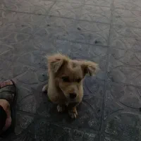 سگ پامر اشتپیتز