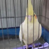 یک جفت عروس هلندی مولد