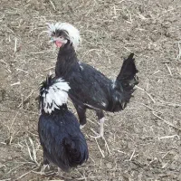 مرغ و خروس لهستانی|حیوانات مزرعه|کاشمر, |دیوار