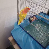 طوطی کوتوله برزیلی رنگ خاص