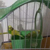 مرغ عشق نر و ماده که سه تا تخم هم دارند|پرنده|بندر کنگان, |دیوار