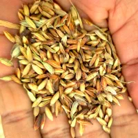 شلتوک|عمده‌فروشی|اهواز, امانیه|دیوار