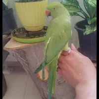 ملنگو 5ماهه