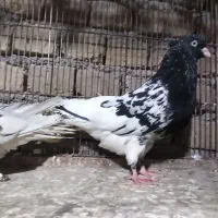 کله سبز کله سیاه