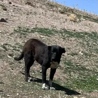 سگ دزدیده شده