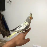 جوجه عروس 3ماهه|پرنده|شهریار, رضی آباد پایین|دیوار