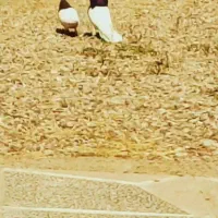 کفتر|پرنده|تاکستان, |دیوار