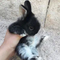 بچه خرگوش کوچیک لوپ اهلی و بامزه