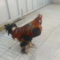 فروش دو خروس|پرنده|اصفهان, جنیران (لادان)|دیوار