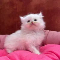 گربه پرشین فلت اصیل