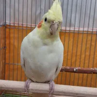 عروس هلندی لوتینو|پرنده|اصفهان, پوریای ولی|دیوار