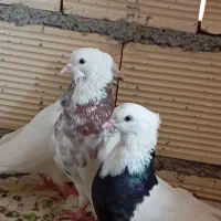 اهواز گلستان