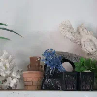 آکواریوم|ماهی|قوچان, |دیوار