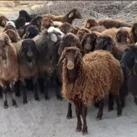 گوسفندافشاری