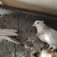 ماده طوقی هفت رنگ