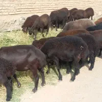 فروش گوسفند