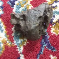 شهاب سنگ|کلکسیون و سرگرمی|اصفهان, کوی گلزار|دیوار