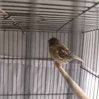 گلستر اورجینال