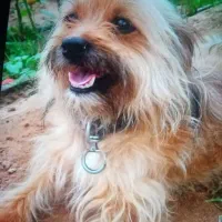 سلام این سه عدد سگ دزدیده شده|سگ|یزد, |دیوار