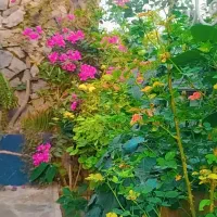 بذر نخودفرنگی