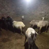 گوسفند|حیوانات مزرعه|خاو و میرآباد, |دیوار