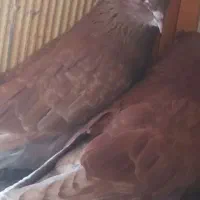 کبوتر اخمو